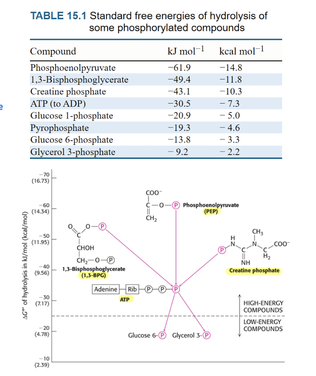 <p>Molecules that can donate phosphate to ADP </p>