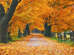 <p>fall/autumn (septiembre, octubre, noviembre)</p>