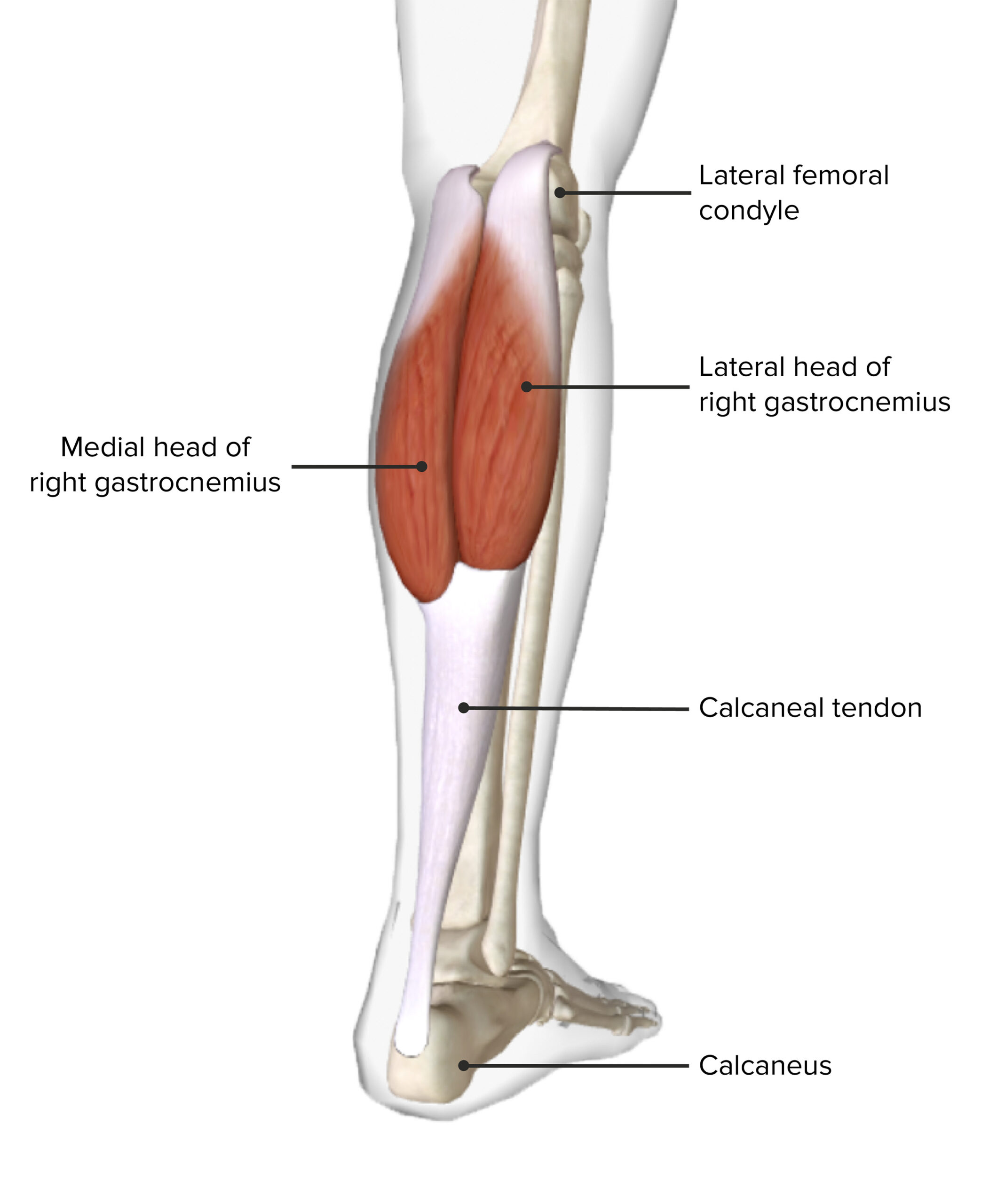 <p>Gastrocnemius Actions (2)</p>