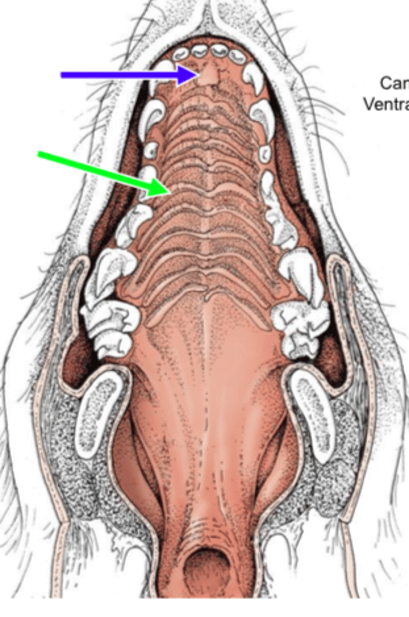 <p>Oral rugae are ridges of epithelial tissue and connective tissue found on the anterior portion of the hard palate. It is covered by keratinized epithelium.</p><p>*green arrow in picture</p>