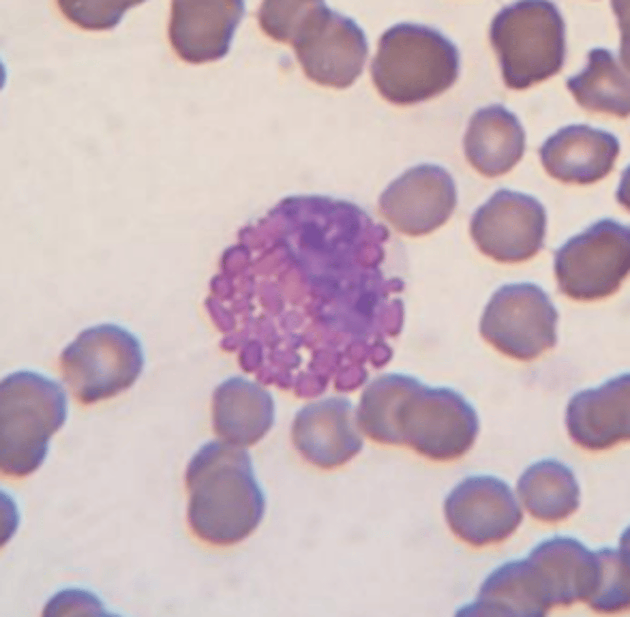 <p>what type of leukocyte and in what species?</p>