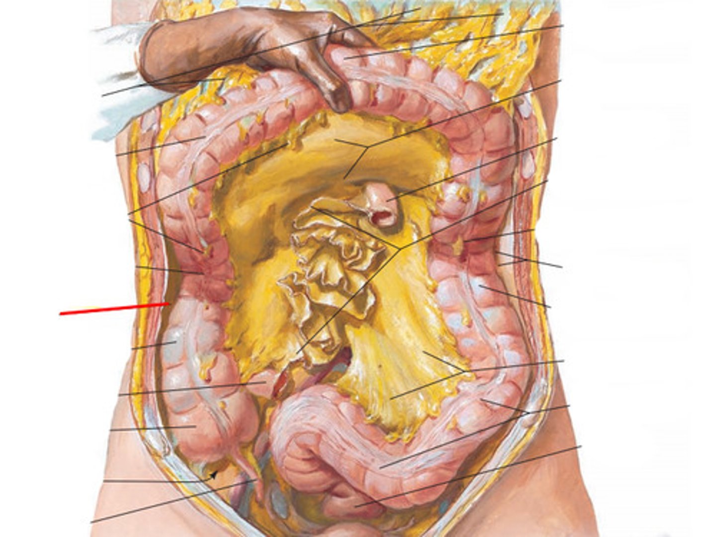 <p>spaces between the ascending/descending colon and the abdominal wall</p>