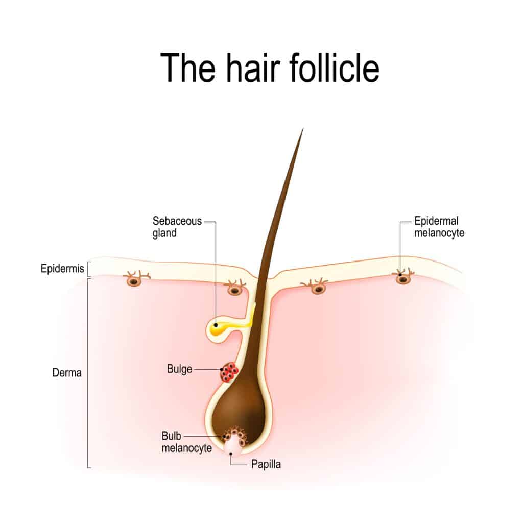 <p>hair follicle</p>