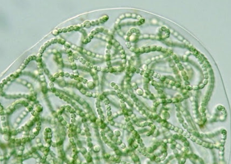 <p>colonial cyanobateria that forms a long chain of bead-like cells. The larger cells of heterocysts for nitrogen fixation</p>