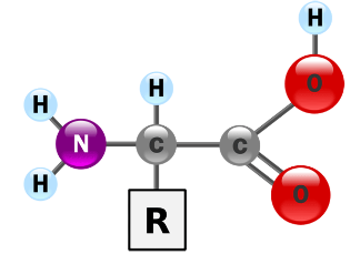 <p>Amino Acid</p><ul><li><p>Amino Group (NH2)</p></li><li><p>Carboxyl group (COOH)</p></li><li><p><strong>Alpha carbon</strong></p></li><li><p>Side chain/R group</p></li></ul><p></p>