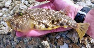 <p>dark brown dorsally with white, floral-like patterns and black dots</p><p>pale underbelly</p>
