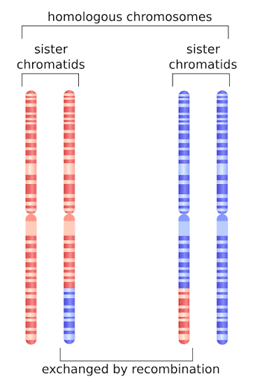 <p>Chromosome pairs, one from each parent, that are similar in shape, size, and genetic content. </p>