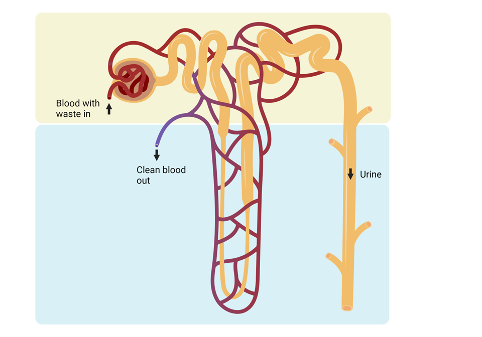 <p>The capillaries surrounding the nephron are called the <strong>“peritubular capillaries”</strong>, while those surrounding the loop of Henle are specifically called the<strong> “vasa recta”</strong>.</p><p>Label all other parts of nephron (6 labels)</p>