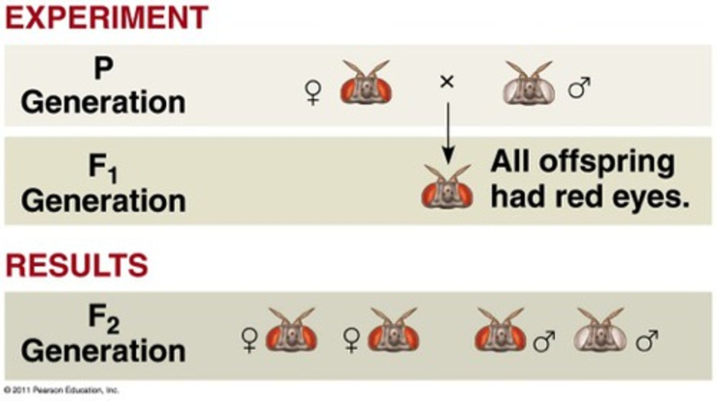<p>-adopted fruit flies as model organisms</p><p>-used reciprocal cross to find that some patterns don't follow Mendelian behavior</p><p>-when the F1 and/or F2 ratios are different in recip. cross it means the genes are sex linked(X-linked in this case of fruit fly eye color)</p>