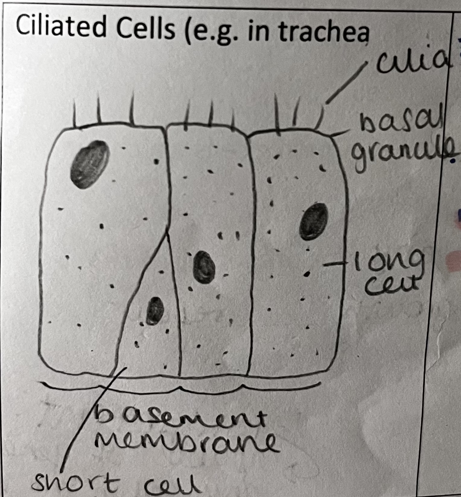 <p>how is this specialised cell adapted to its role</p>