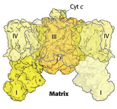 <p>A massive complex in humans consisting of two copies of Complex I, Complex III, and Complex IV</p><ul><li><p>Structure allows for Complex II to associate in a gaph between Complexes I and IV</p></li><li><p>enhances efficiency</p></li><li><p>Most of the electron-transport chain is organized into the respirasome</p></li></ul><p></p>