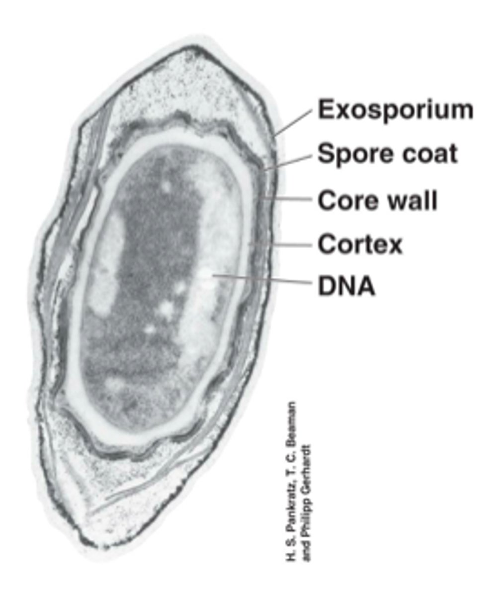 <p>What structure is shown?</p>