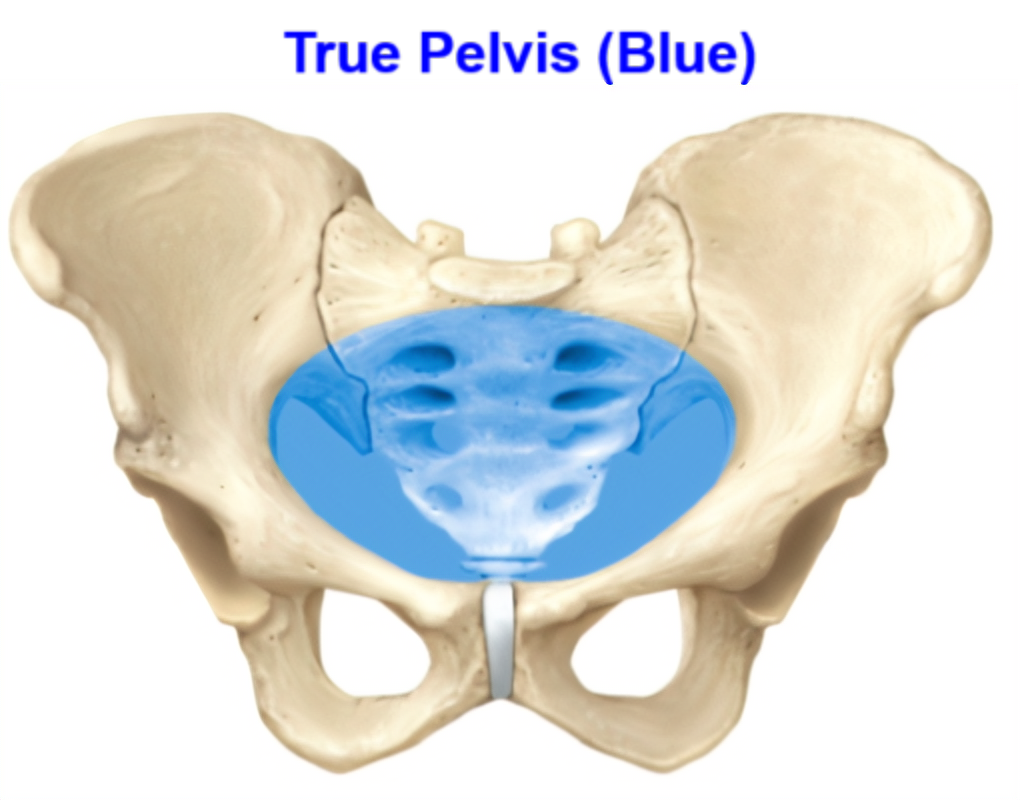 <p>10. Psoas major is found in the true pelvis</p><p>A. Yes</p><p>B. No</p>