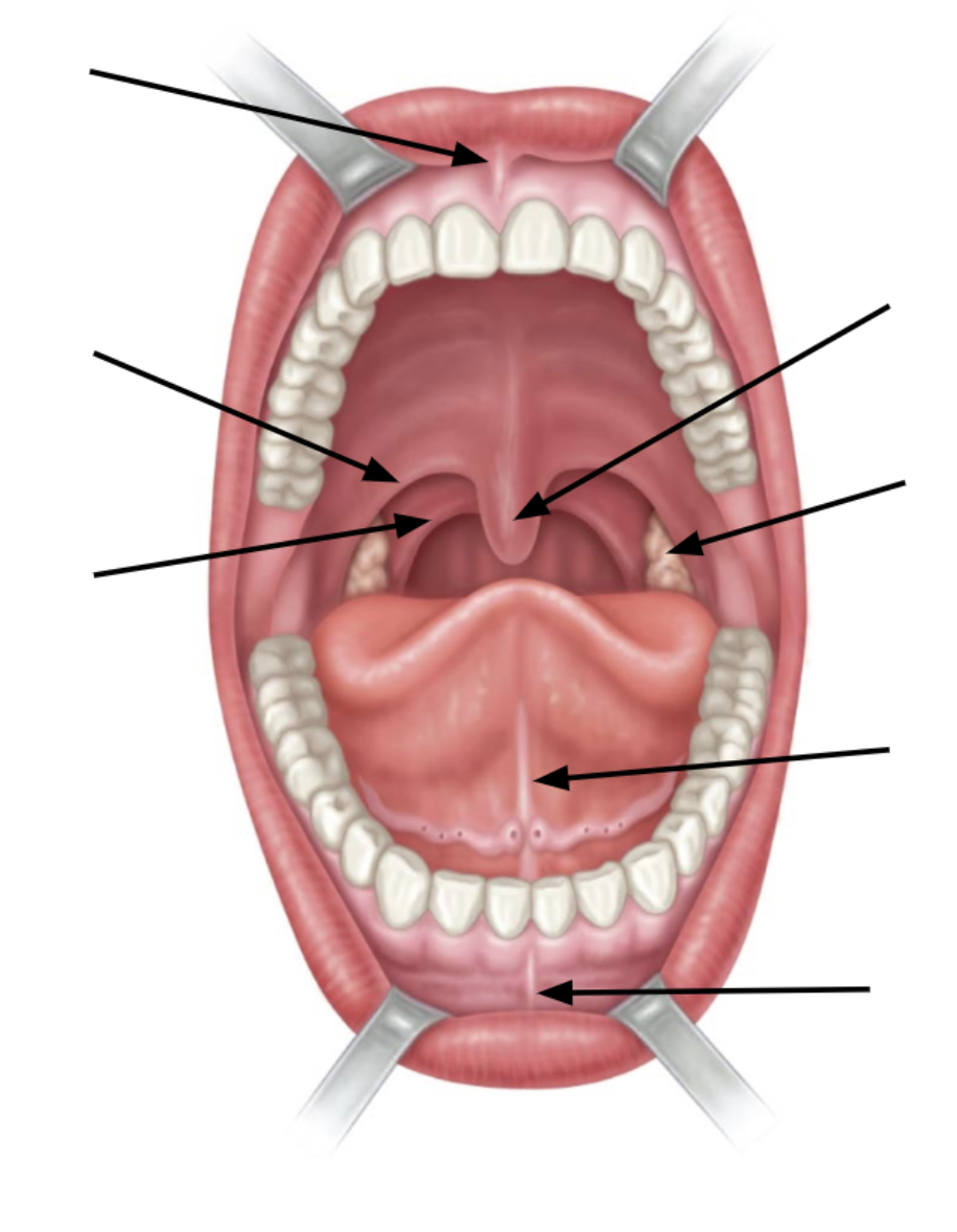 <p>bottom arrow is</p>
