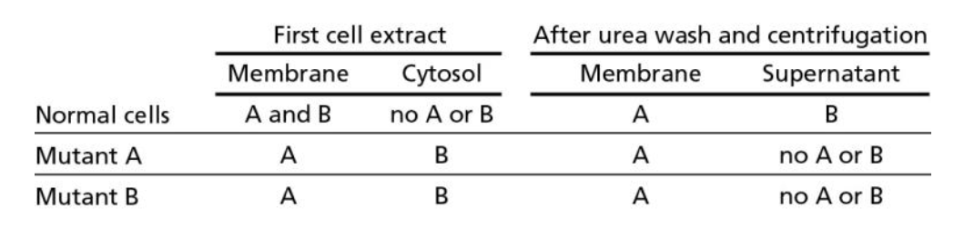 <p>You have isolated two mutants of a normally pear-shaped microorganism that have lost their distinctive shape and are now round. One of the mutants has a defect in a protein you call A and the other has a defect in a protein you call B. First, you grind up each type of mutant cell and normal cells separately and separate the plasma membranes from the cytoplasm, forming the first cell extract. Then you set aside a portion of each fraction for later testing. Next, you wash the remaining portion of the membrane fractions with a low concentration of urea (which will unfold proteins and disrupt their ability to interact with other proteins) and centrifuge the mixture. The membranes and their constituent proteins form a pellet, and the proteins liberated from the membranes by the urea wash remain in the supernatant. When you check each of the fractions for the presence of A or B, you obtain the results given below.</p><p>Which of the following statements are consistent with your results (more than one answer may apply)?</p><ol><li><p>(a)  Protein A is an integral membrane protein that interacts with B, a peripheral</p><p>membrane protein that is part of the cell cortex.</p></li><li><p>(b)  Protein B is an integral membrane protein that interacts with A, a peripheral</p><p>membrane protein that is part of the cell cortex.</p></li><li><p>(c)  Proteins A and B are both integral membrane proteins.</p></li><li><p>(d)  The mutation in A affects its ability to interact with B.</p></li></ol>