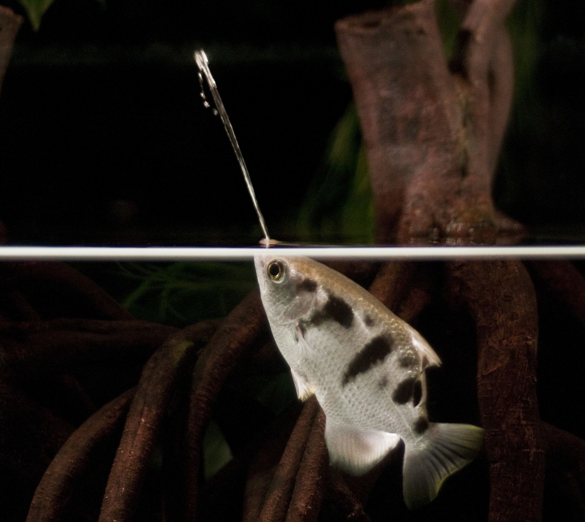<p>Clade of <strong>archerfishes</strong></p>