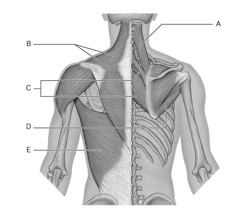 <p>elevates and adducts scapula</p>