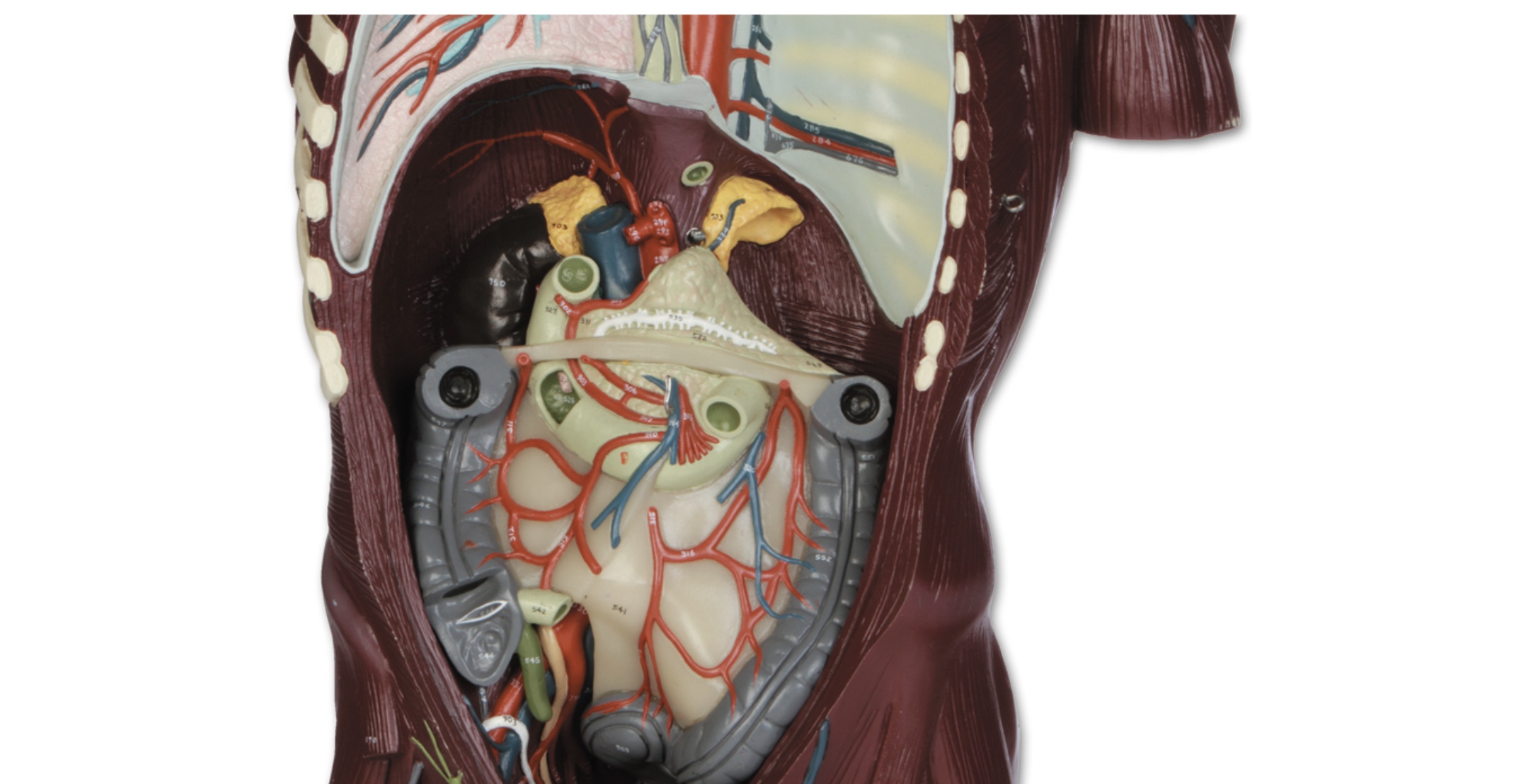 <p>What is the organ.</p>