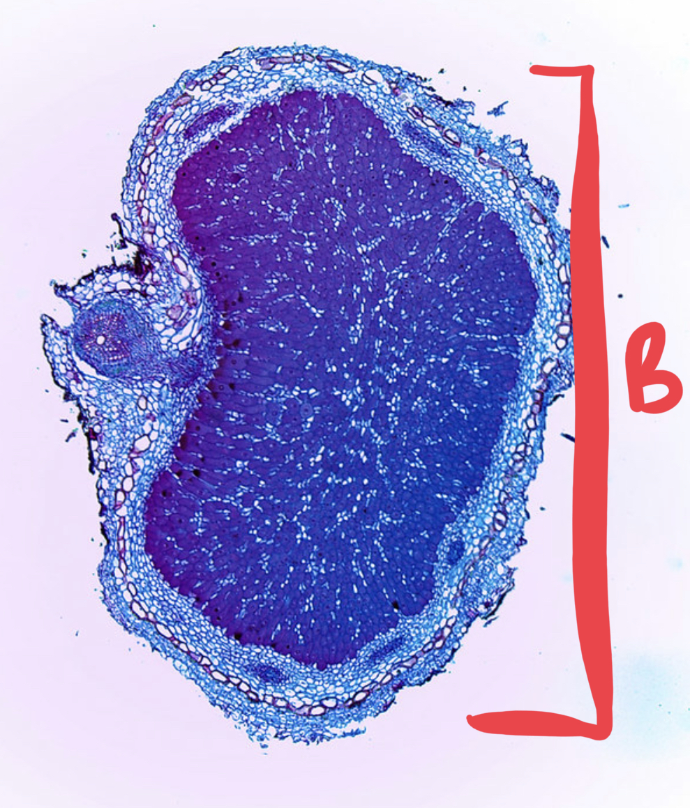 <ul><li><p>what organism is this?</p></li><li><p>gram - or gram +?</p></li><li><p>what do the roots give the bacteria?</p></li><li><p>what does the bacteria give the roots?</p></li></ul>