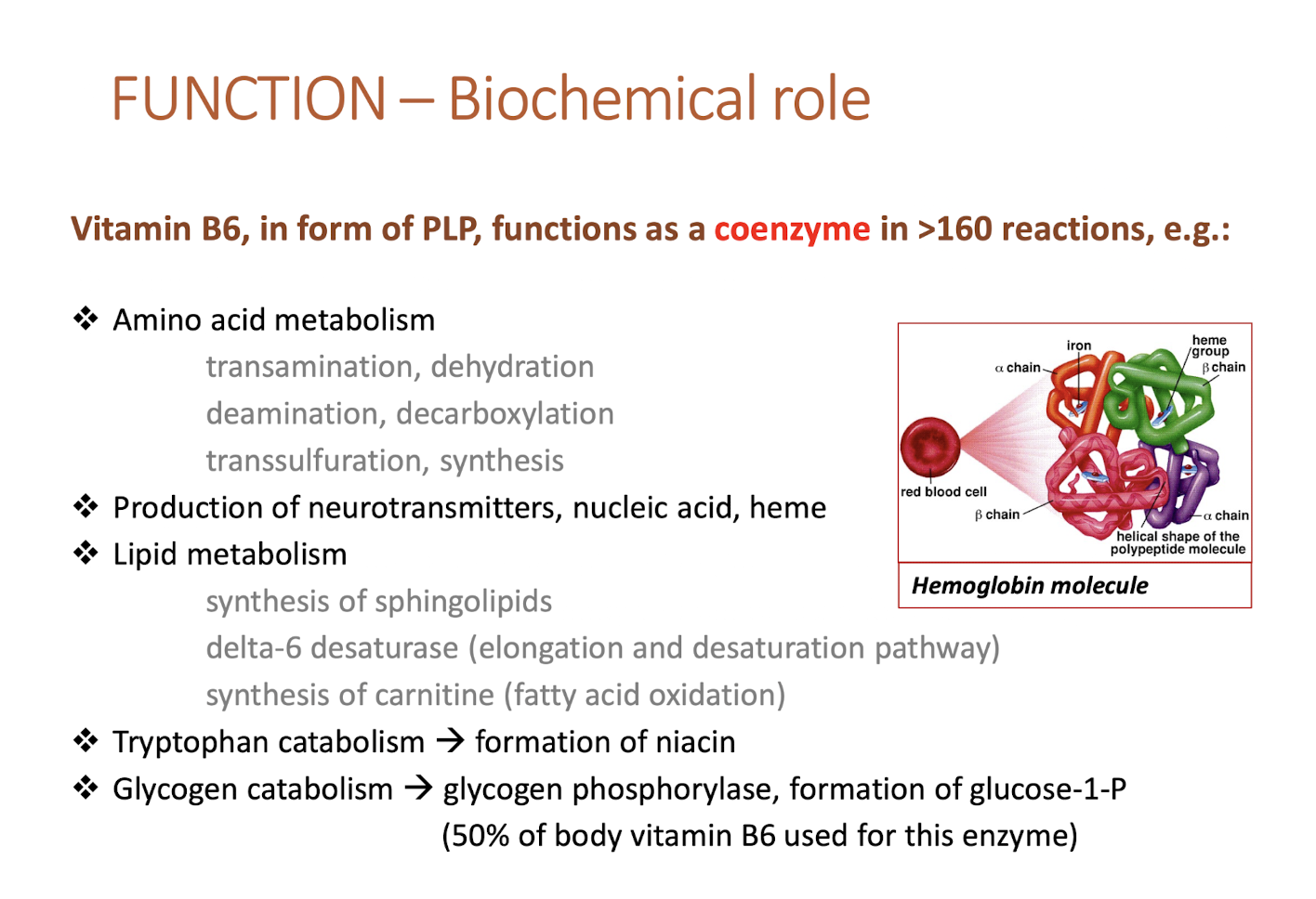 <p>amino acid metabolism, neurotransmitter formation, heme formation, lipid metabolism</p>