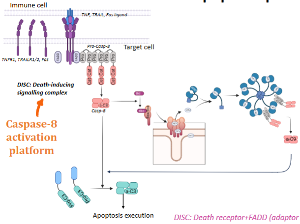 <ol><li><p>Immune cell presents a death ligand (Fas, Tumor necrosis factor (TNF), TNF-related apoptosis-inducing ligand (TRAIL)) to the receptor (part of tumour necrosis factor receptor family)</p></li><li><p>The receptor recruits adaptor proteins (FADD) and procaspase-8 to form the DISC (Death-Inducing Signalling Complex)</p></li><li><p>Within the DISC, procaspase-8 is activated → caspase-8 (<u>caspase-8 activation platform</u>) </p></li><li><p>Caspase 8 activates caspase 3</p></li><li><p>Steps 3 & 4 with the help if cytochrome c leads to the caspase enzyme cascade <u>(this is the amplification system)</u></p></li><li><p>Caspase substrate proteins are the substrate of apoptosis</p></li><li><p>Biological response = cell death (or can also be inflammation / cell differentiation)</p></li></ol><p></p>