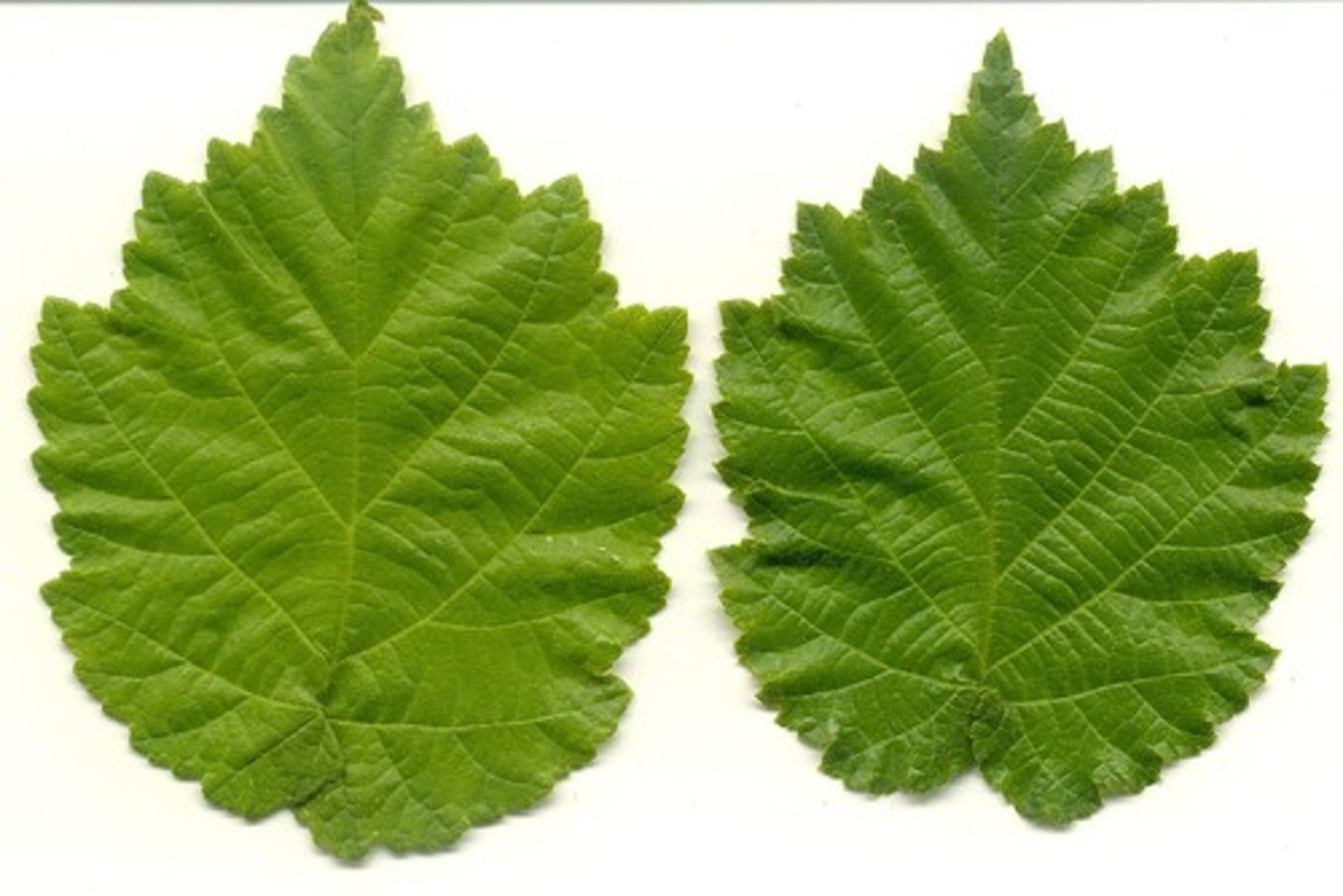 <p>leaf</p>