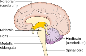 <p>he connection between the brainstem and the spinal cord</p>