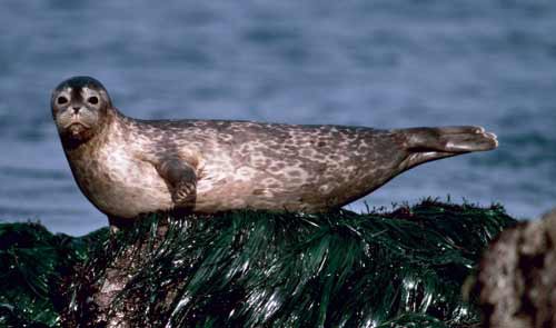 Identify the scientific name of the harbor seal.