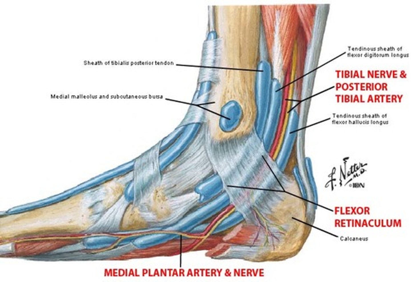 <p>medial malleolus to calcaneus</p><p>Contents: tibialis posterior, flexor digitorum longus, flexor hallucis longus, posterior tibial vessels and nerve</p>