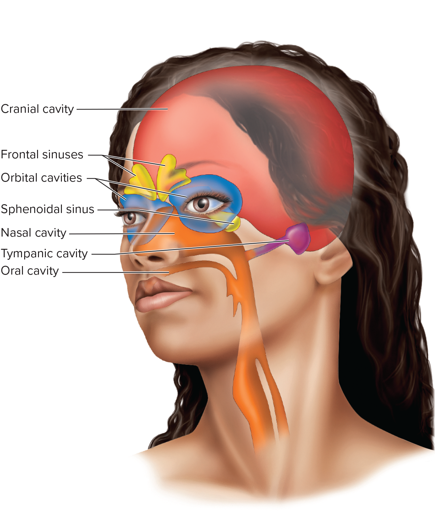 <ul><li><p>Contains the teeth.</p></li><li><p>Connects with several air-filled sinuses.</p></li><li><p>Contains the eyes and associated muscles/nerves.</p></li><li><p>Contains the middle ear bones.</p></li></ul><p></p>