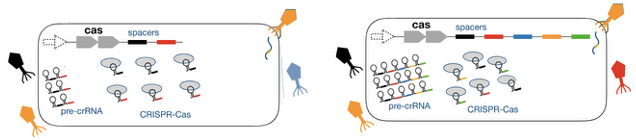<p>Which one would give you an effective interference of the phage infection, A or B? Why?</p>