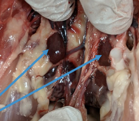 <ul><li><p>lobulated in birds</p></li><li><p>located in the synsacral cavity</p></li><li><p>the synsacrum is the fused ischium and ilium</p></li></ul>