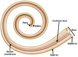 <p>in hearing, the theory that links the pitch we hear with the place where the cochlea’s membrane is stimulated </p><ul><li><p>high-pitched sound = vibration is detected at the base of the cochlea. </p></li><li><p>the deeper tones = vibrations toward the apex of the cochlea</p></li></ul><p></p>