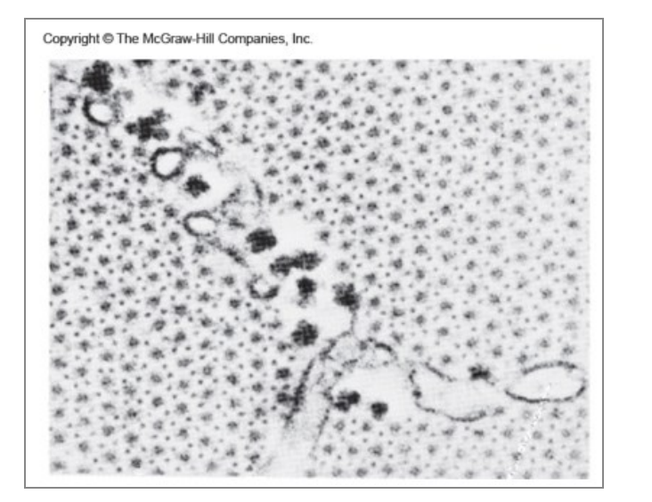 <p>In welke regio in de sarcomeer zijn deze myofibrillen doorgesneden?</p>