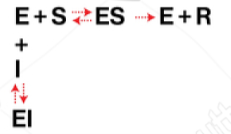 <p><u>Enzyme Kinetics</u></p><p><u>Competitive vs. Uncompetitive vs. Noncompetitive vs. Mixed Inhibition</u></p><p>prevents substrate binding to the enzyme</p>