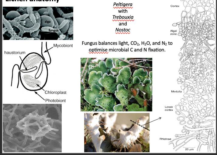 <ul><li><p>Mycobiont of the lichen pokes through the cell wall of the plant cell but does not break open the cell membrane<span> </span></p></li></ul><p class="p1"><span>• ⁃ </span>Without living with the lichen, the algae could not live on land - usually these alga are aquatic organisms<span> </span></p>