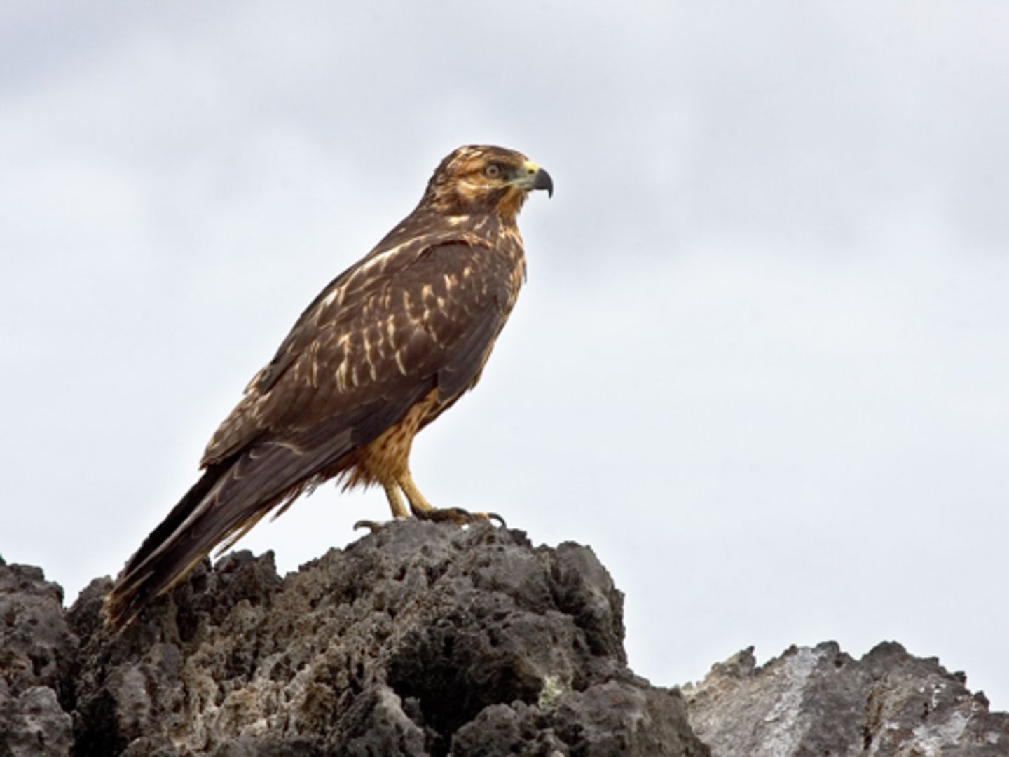 <p>Galapagos Hawk (5 facts)</p><p>- 1 Diet</p><p>- 1 Color</p><p>- 1 Reproduction</p><p>- 2 Other</p>