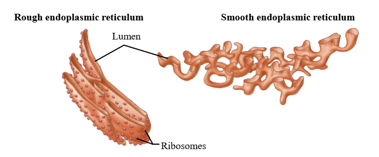 <p>Fluid filled membranous system, with rough and smooth ER</p><ul><li><p>Rough ER - flattened sacs with attached ribosomes</p></li><li><p>Smooth ER - branched tubular structure with no ribosomes</p></li></ul><p></p>