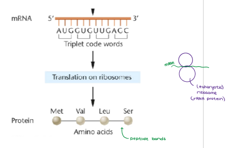 <ul><li><p>Every <strong><u>three</u></strong> consecutive bases on mRNA is called a <u>CODON; </u><strong><u>each codon codes for a specific amino acid</u></strong></p></li></ul><p></p>