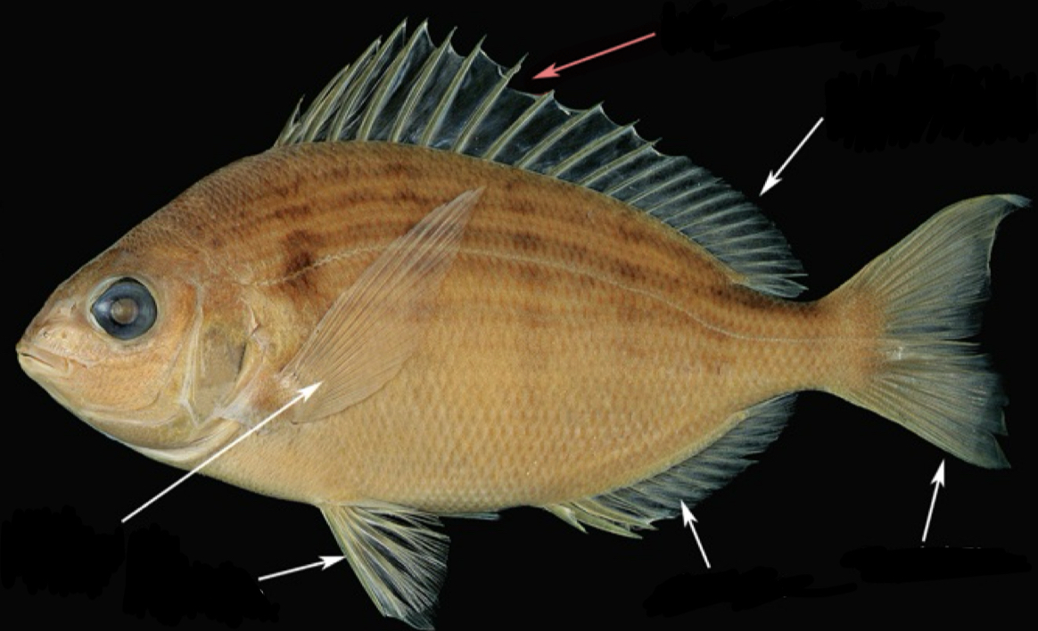 <p>What fin is this and is it paired or unpaired?</p>