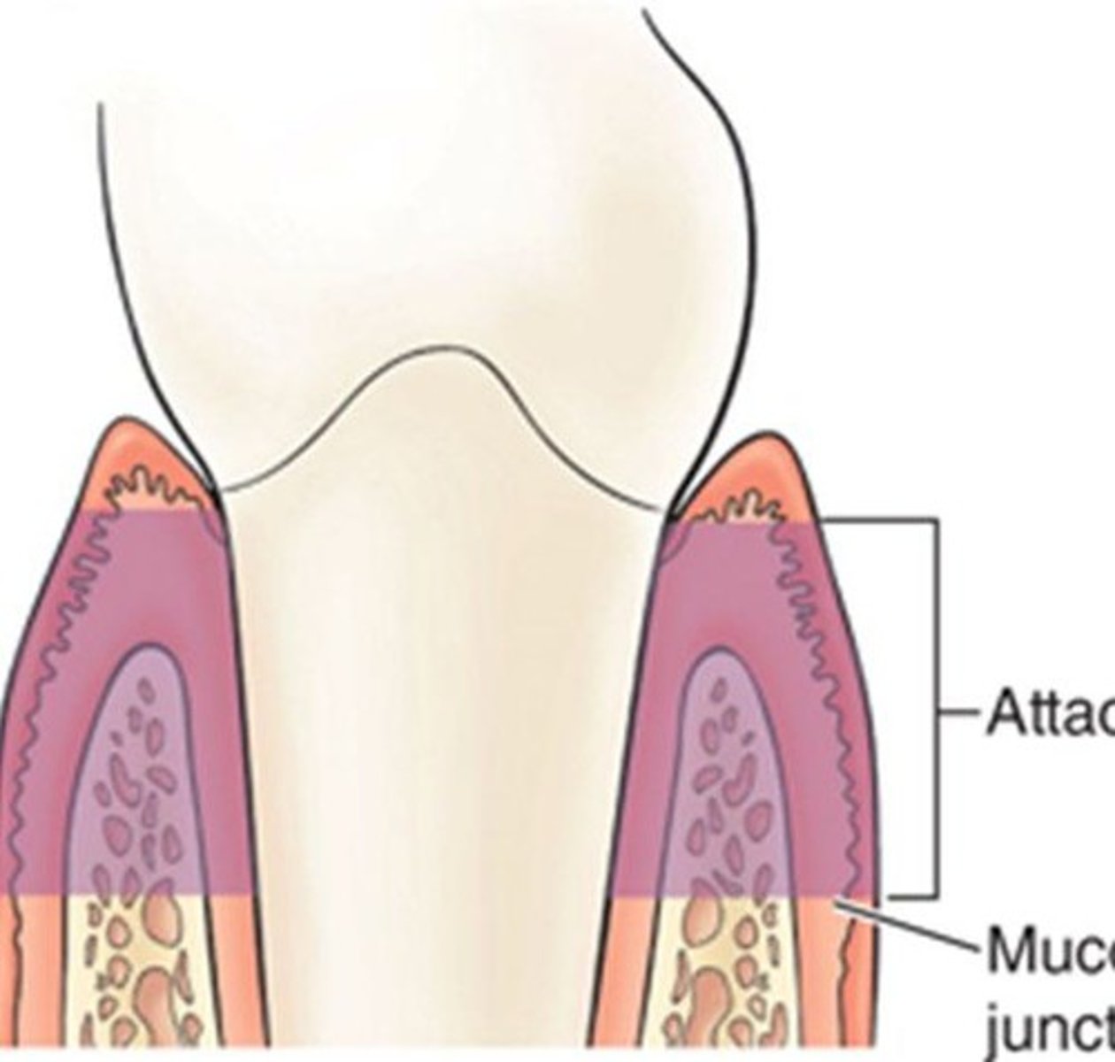 <p>Continuous with free gingiva, tightly bound to the underlying cementum and periosteum of alveolar bone.</p>