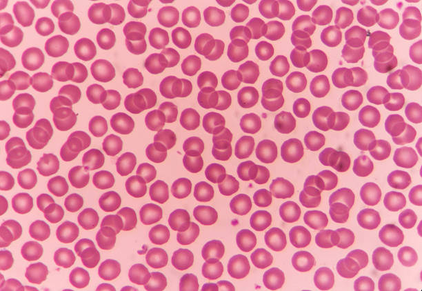 <ul><li><p>transport respiratory gases in blood oxygen and CO2</p></li><li><p>small and flexible, biconcave disc shape, lack organelles, contain hemoglobin to bind O2</p></li></ul><p></p>