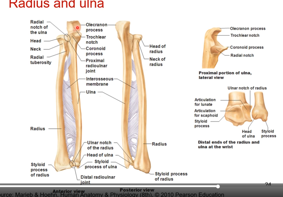 <p>radius is the most lateral bone in the anatomical position on the thumb side. </p><p></p><p>ulna is on medial side</p><p></p><p>you see the olecranon process on posterior side </p><p></p><p>trochlear notch- allows for flexion and extension at the elbow</p><p></p><p>distal end= head of ulna</p><p>head of radius= proximal </p><p>radial notch of the ulna articulates with head of radius </p><p>ulnar notch of radius articulates with head of ulna</p>