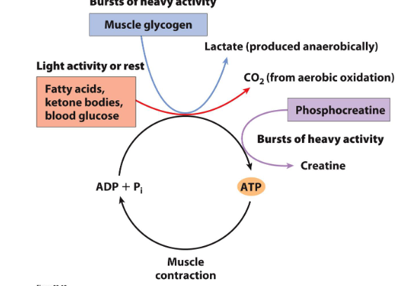 <p>Phosphagens: high energy compounds for bursts of activity in muscles</p>