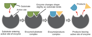 <p>What is enzyme action?</p>