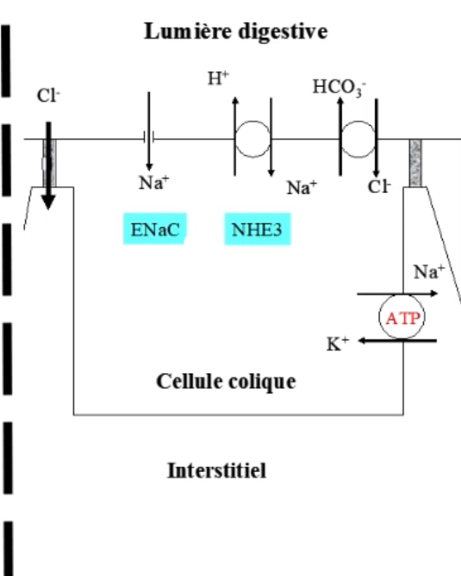 <p>Absorption du sodium est beaucoup plus modeste et va permettre la déshydratation des féces via:</p><ul><li><p style="text-align: start">Échangeur NHE3</p></li><li><p style="text-align: start">Transporteur ENaC: Epithelial sodium channel ou canal amilorique</p></li></ul><p style="text-align: start">Le canal ENaC ne fait rentrer que le sodium = canal électrogénique</p><p style="text-align: start">Comme dans toutes les cellules du tube digestif, l'absorption est rendue possible grâce à la NAKATPase</p>
