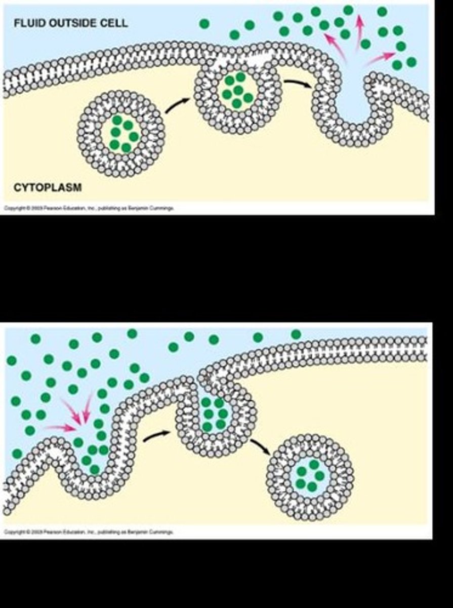 <p>The process where a membrane-bound vesicle fuses with the cell membrane to expel its contents outside the cell.</p>