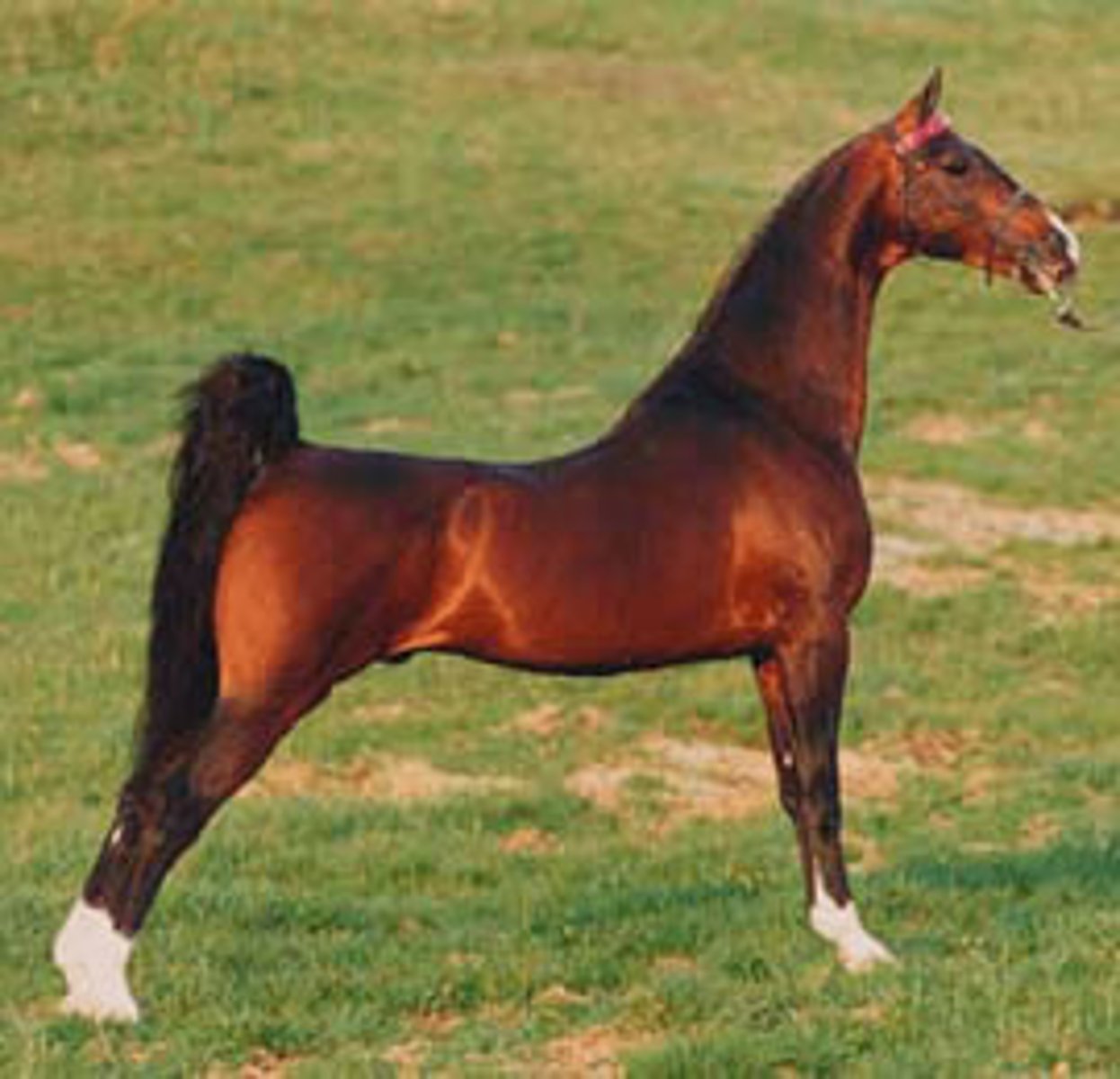 <p>this light breed horse is descended for the riding type during American Revolution, is a "Gaited Breed"</p>