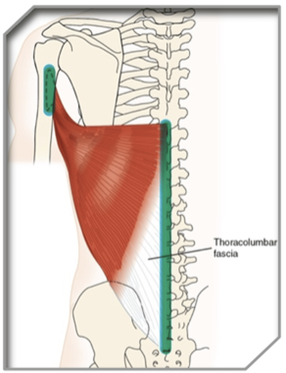 <p>What muscle is this?</p>
