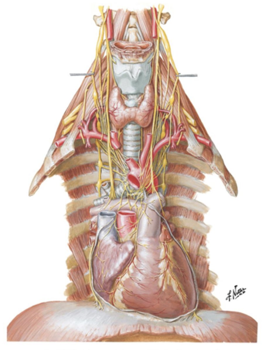 <p>Release of the neurotransmitter ___ at the SA Node will act to decrease the rate and intensity of myocardial contractions, thus ___ the heart rate.</p>